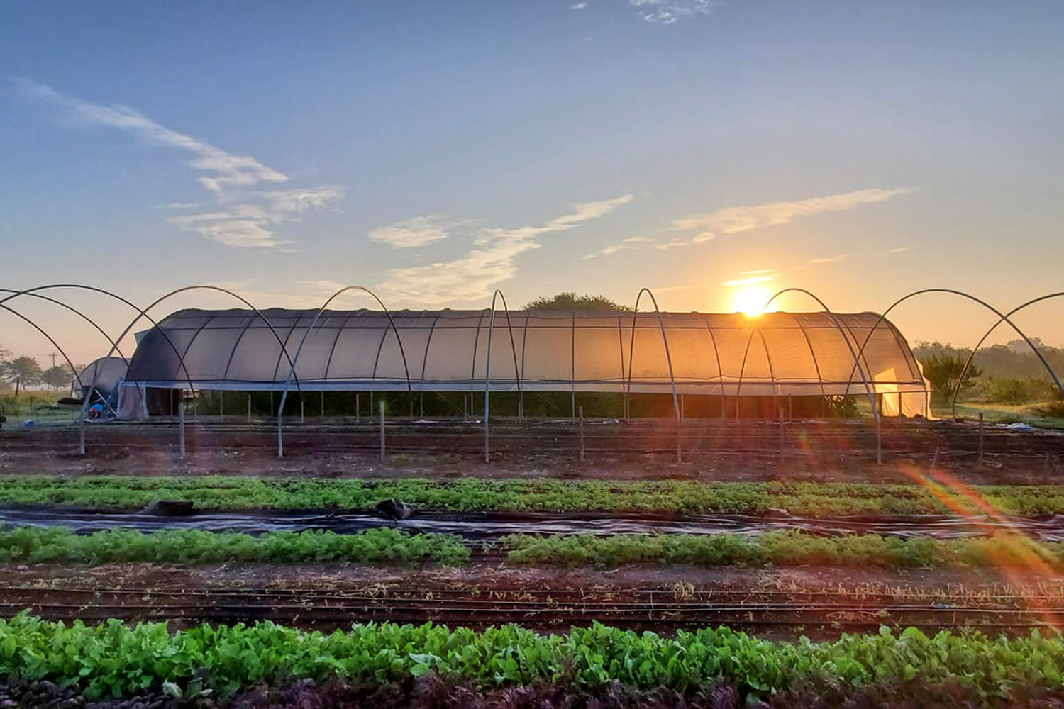 
                  Emadi Acres Farm
                