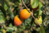 Lightsey Farms
