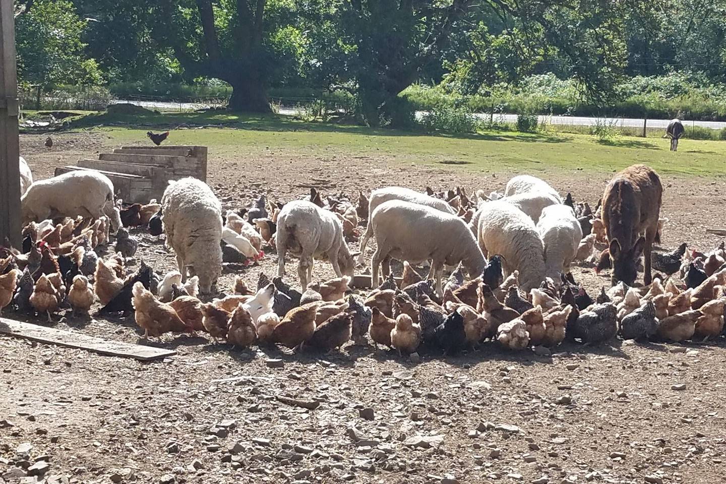 FARMERS | Trent Family Farms