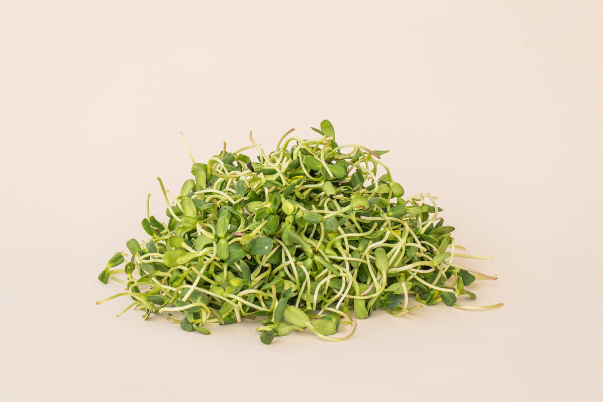Fagan Family Farms Sunflower Seed Shoots
